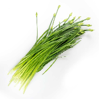 YOYO.casa 大柔屋 - Chinese Chives Flower,250g,扎 <BR>F7 YOYO.casa 大柔屋 - Chinese Chives Flower,250g,扎 <BR>F7