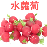 YOYO.casa 大柔屋 - 櫻桃蘿蔔 (水蘿蔔),1s 